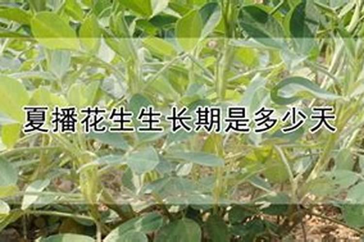 夏花生种植时间和方法