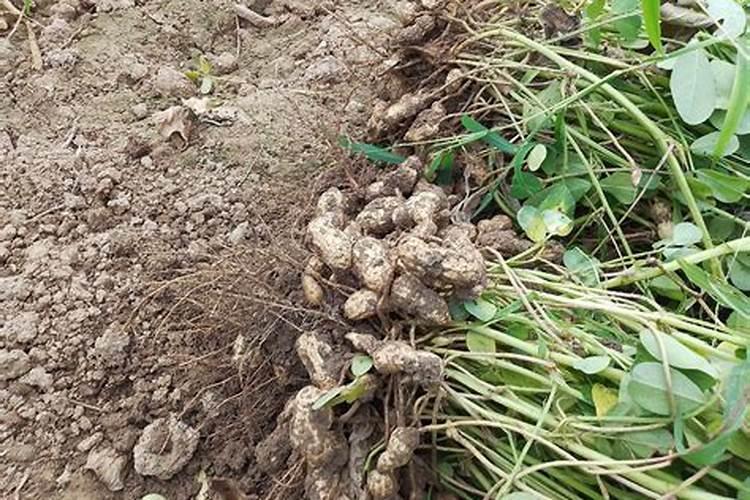 广东夏季种什么花生高产