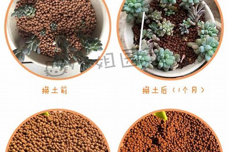 三元复合肥适合哪些花