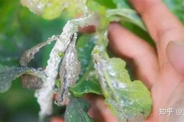 水溶肥价格多少钱一吨 如何选购优质的水溶肥料