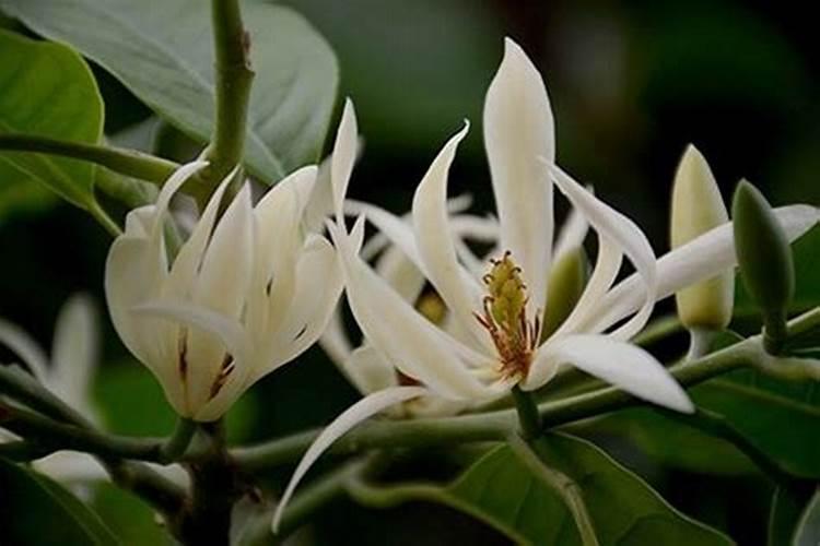 我的盆栽,白兰花六月底,花开后怎么光长叶不见花苞？
