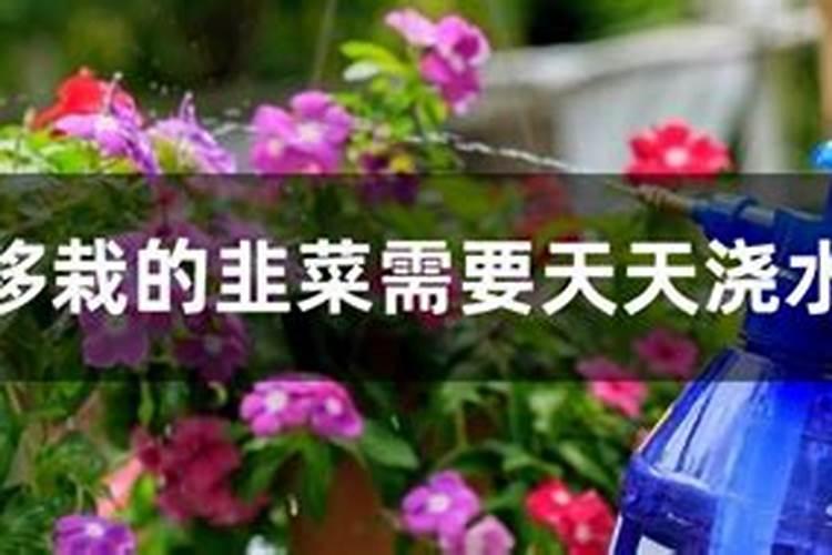 兰花叶面肥可以喷新苗吗？