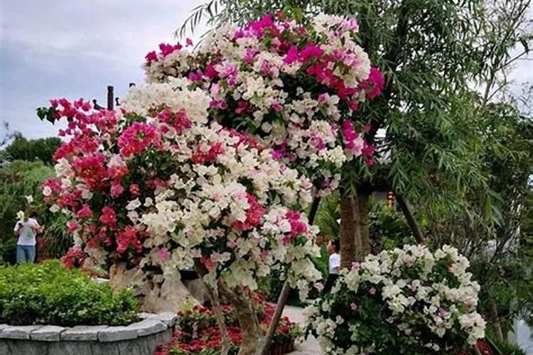 三角梅打什么药能延长花期？