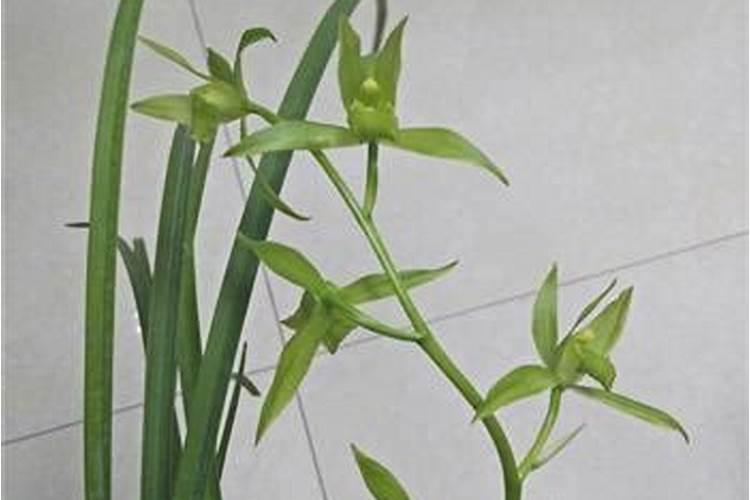 什么肥料对兰花发芽生根开花最好