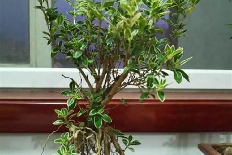 怎样让植物长得枝繁叶茂