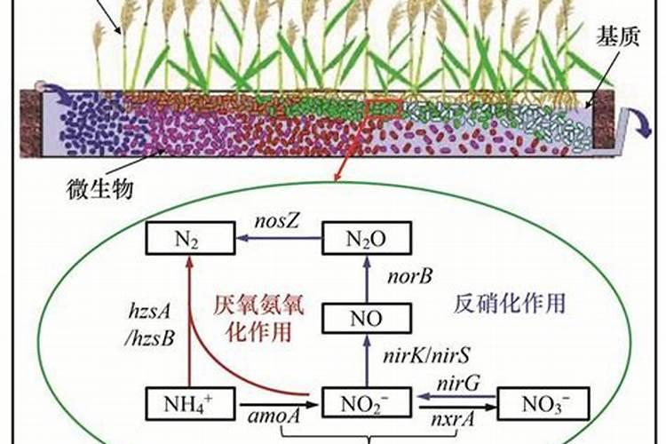 绿萝能放底缸去多少鱼缸氨氮肥