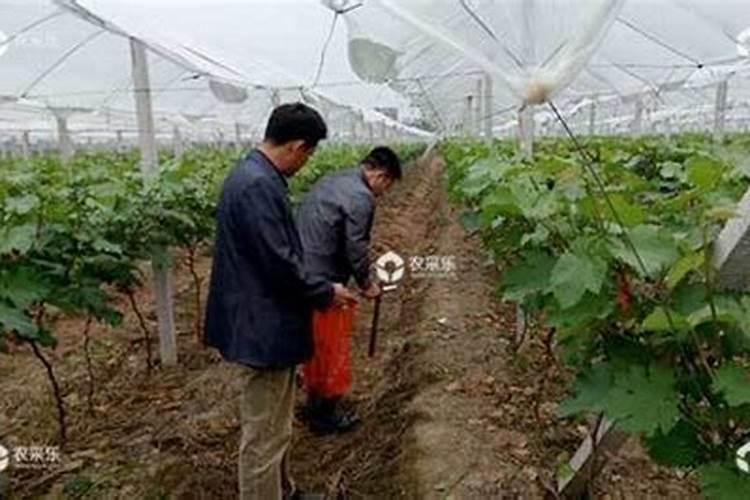 葡萄开花前施什么肥料