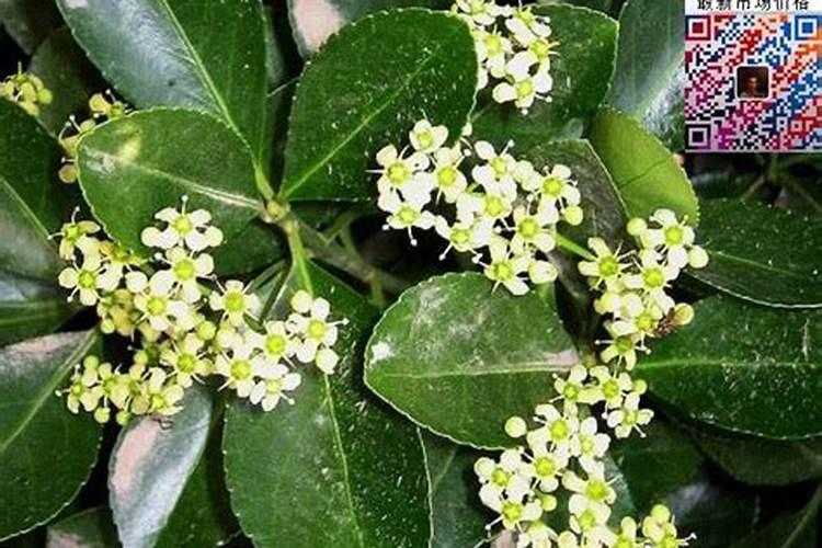 大豆苗后除草剂什么时候打