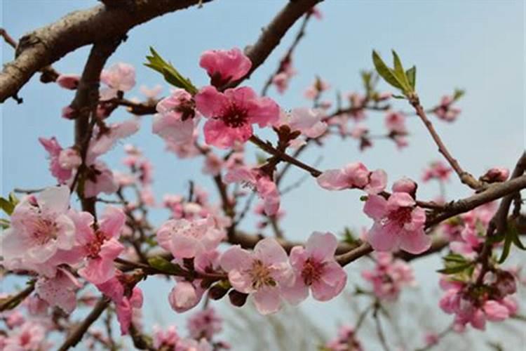 大棚油桃什么时候可以打叶面肥