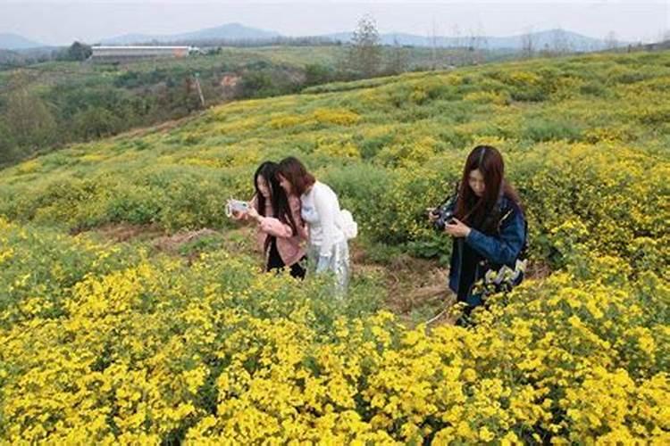 种植白芍不能使用什么除草剂