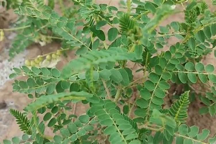 水溶肥的使用方法有哪些,中药材追施叶面肥的效果怎么样？