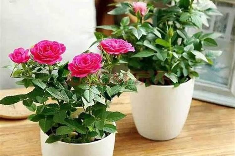 盆栽花卉如何施肥