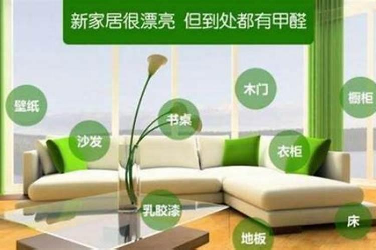 吸收甲醛什么绿植最好