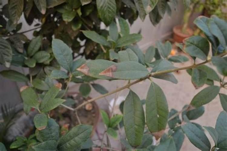 桂花树施什么肥合适