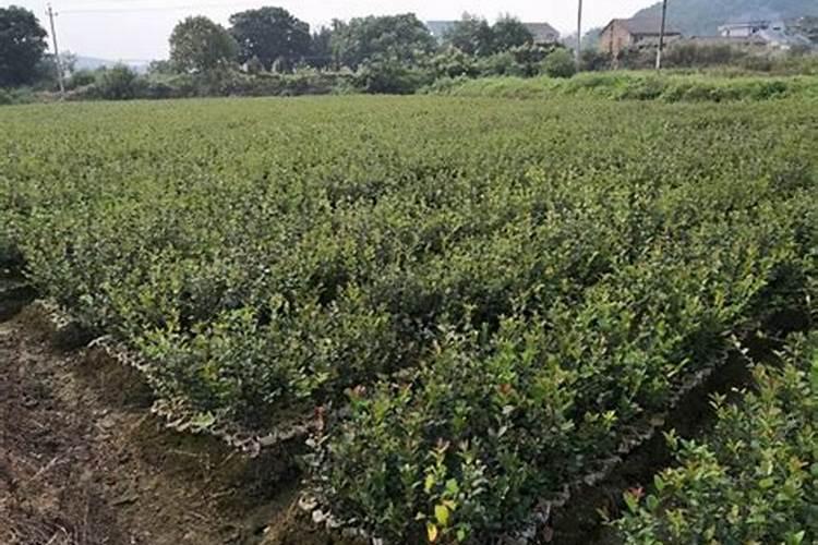 油茶施肥最佳时间