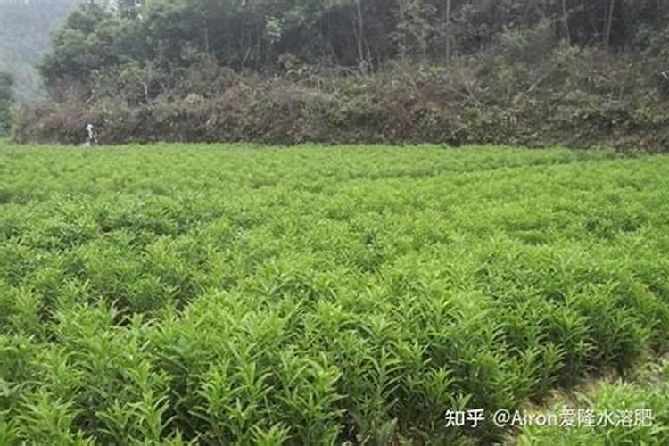种植百合什么饼肥好