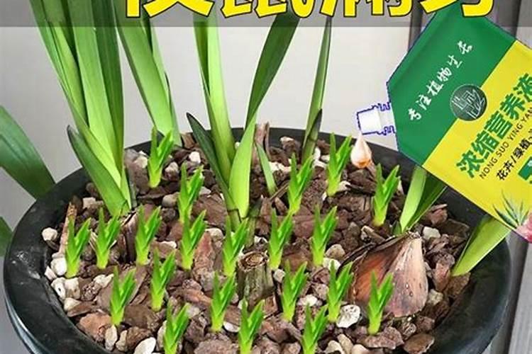 河南省洛阳市茶叶批发市场信息？