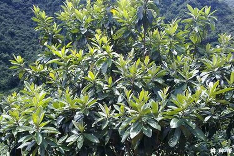 生根剂水溶肥叶面喷施效果会好吗