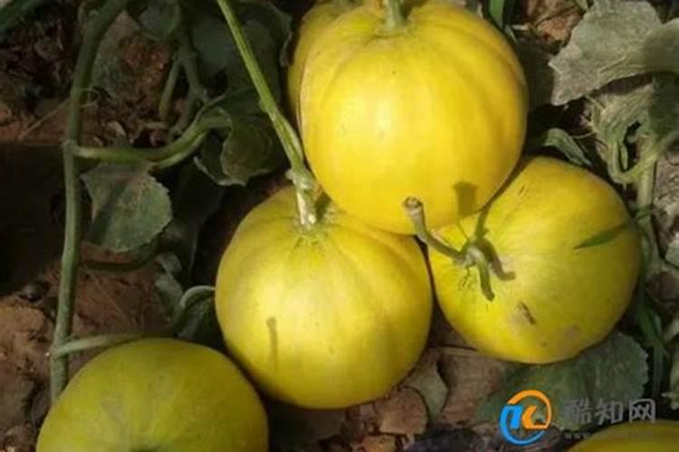 香瓜开花挂果期喷高钾叶面肥好还是高磷叶面肥好？