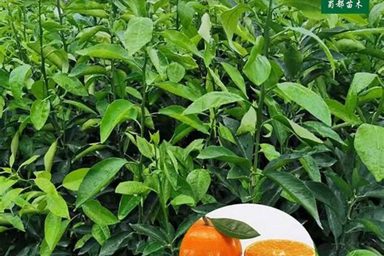 香蕉树怎样才能长得更旺盛？