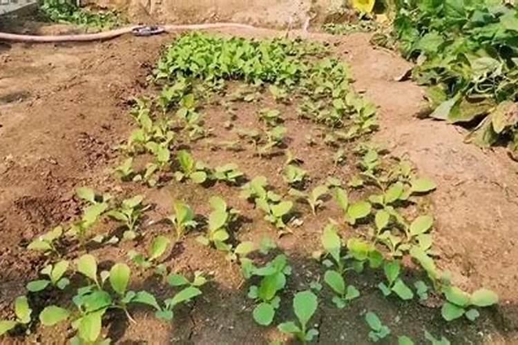 什么时候给小白菜施肥打虫