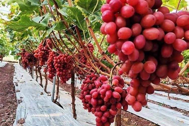 氮肥为主的有机肥是什么肥料