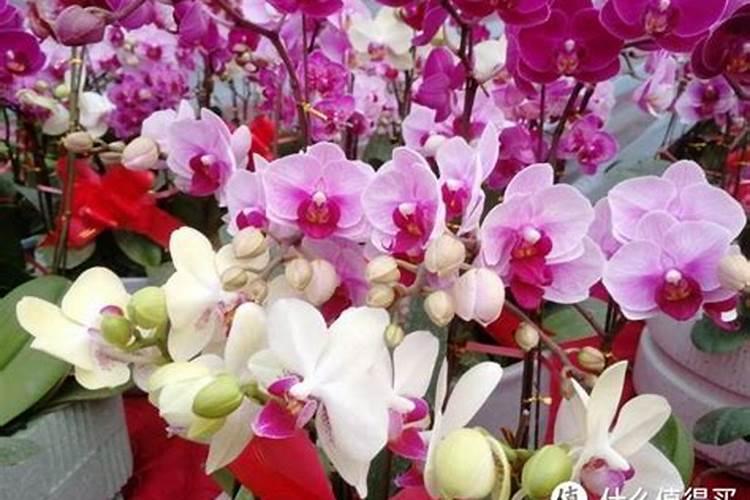蟹爪兰花期怎样浇水