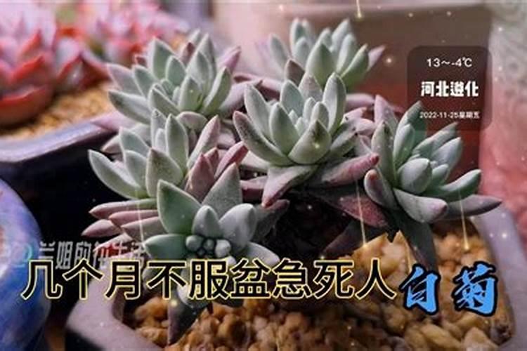 多肉可以用的肥料有很多,都有哪些是比较常见的？