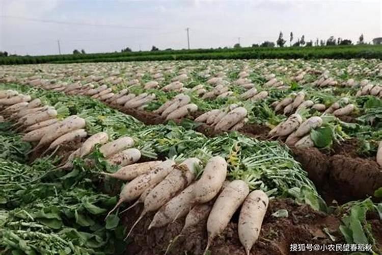 南充小龙氮肥厂 4月23日 是否发生爆炸事件？