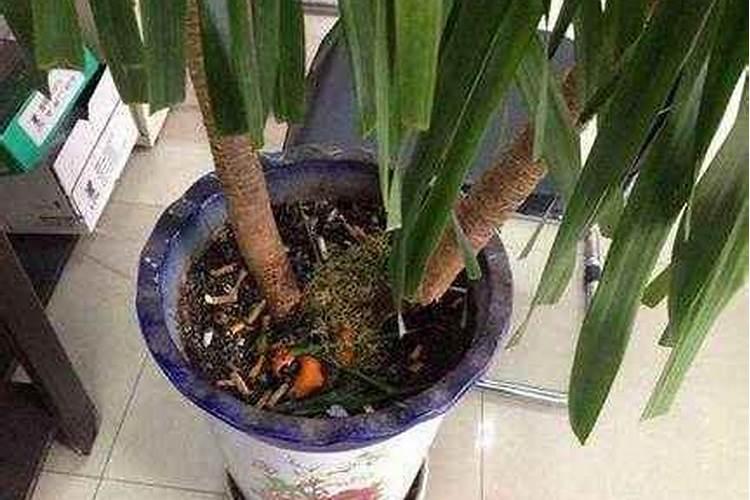 茶叶用什么化肥好