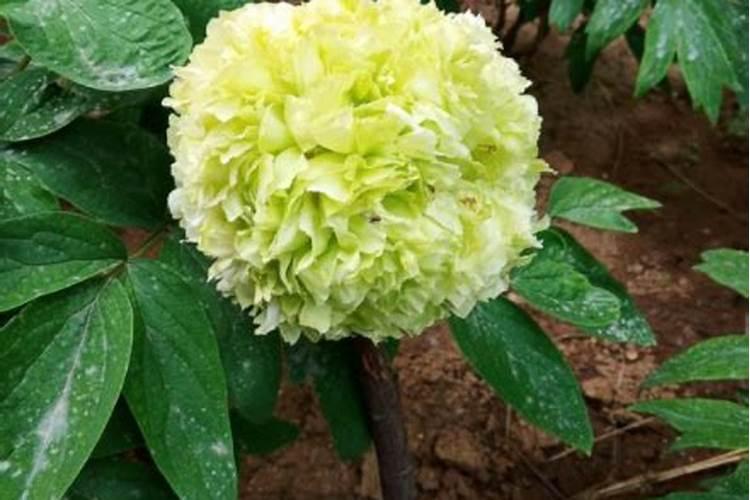 植物13,这是什么花？