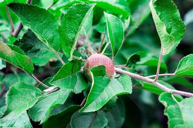 苹果专用叶面肥哪种好？叶面肥什么时候用好？叶面肥用根小子!