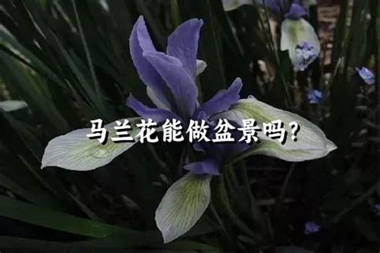 绿化带马兰花叶子黄了怎么办