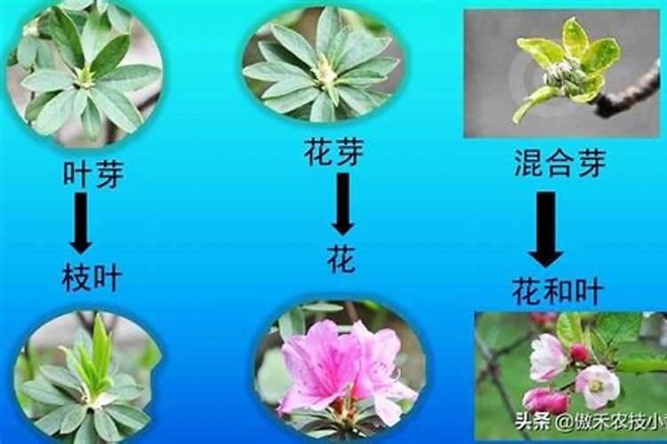 蟹爪兰什么时候施肥施什么肥好