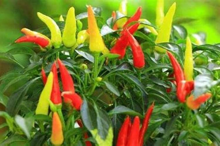 油菜施硼肥要注意什么