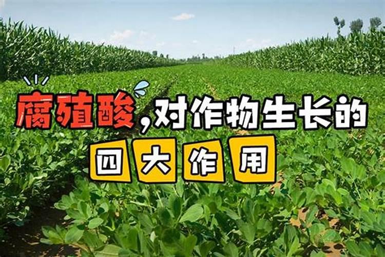 腐殖酸到底有哪些作用？