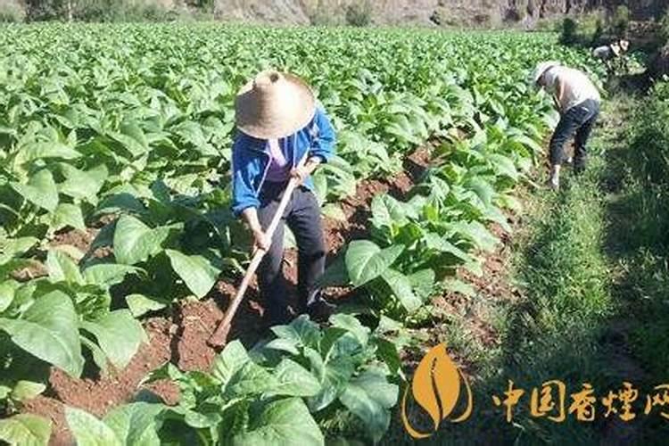 杜鹃花水大闷根叶子都打蔫了+在叶子上喷水可以吗？