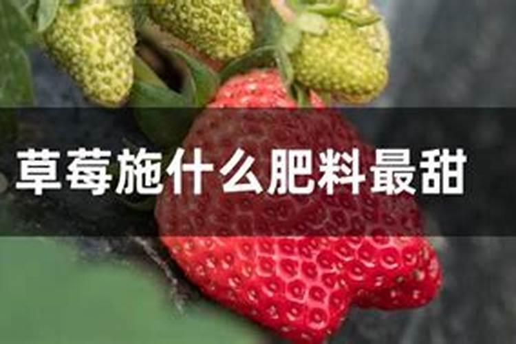 种草莓施什么肥才甜