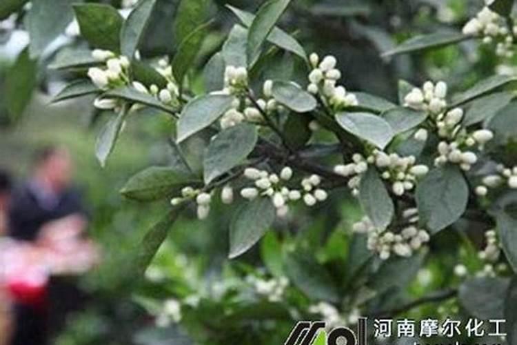 桔子树开花时能喷农药吗？