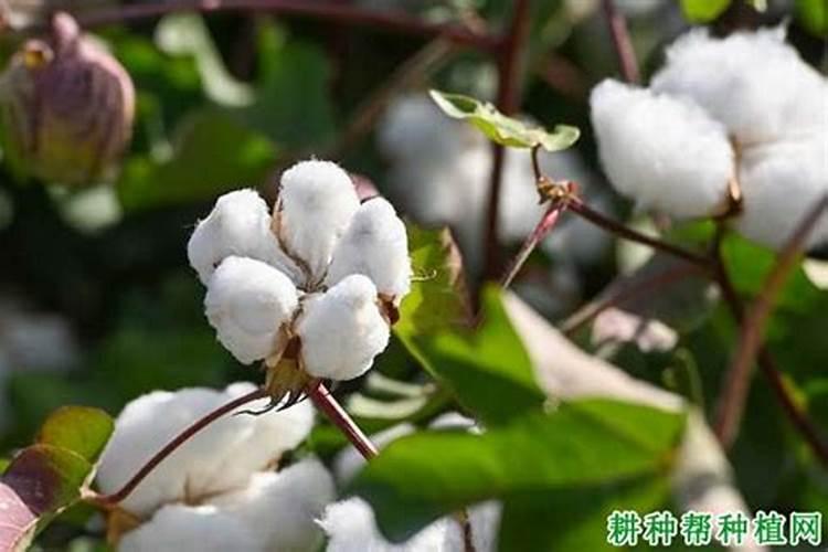 棉花硼肥什么时候打 如何正确使用