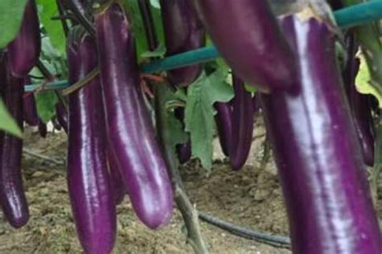 茄子施肥用什么肥料好