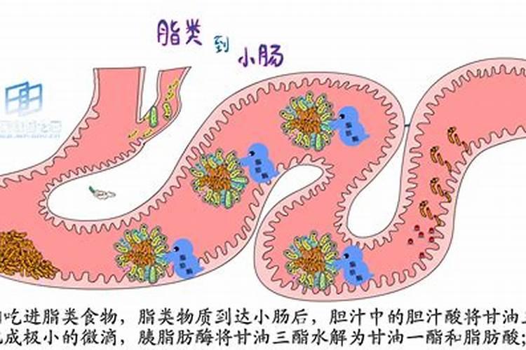 冲施肥的好处,什么是冲施肥,冲施肥使用方法