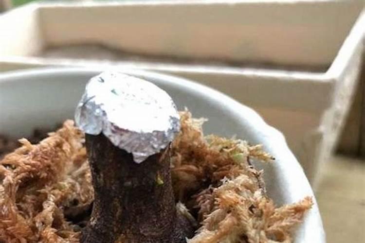雀梅下山桩怎样快生根