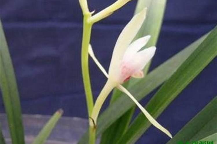 种植草莓需要什么肥料 种植草莓用什么肥料最好