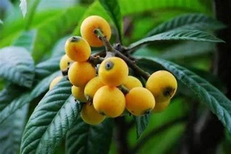 枇杷高产用什么叶面肥？枇杷怎样让果实快速膨大？枇杷膨果增甜用...