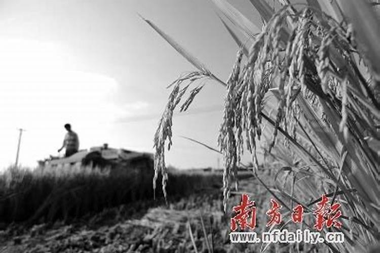 天狼说月季两广推荐品种(广东广西除了粉龙还能种什么月季)