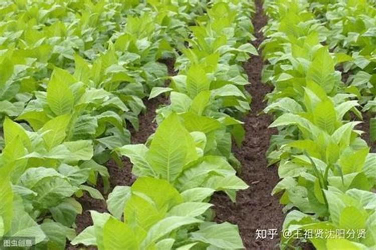 烟叶施肥方法和注意事项 烟叶施肥方法和注意事项是什么