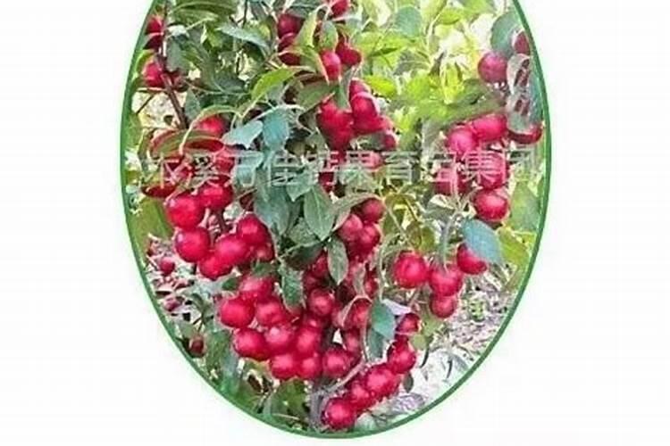 在种植的过程中草莓需要补钙吗 草莓缺钙怎么办用什么补钙最好