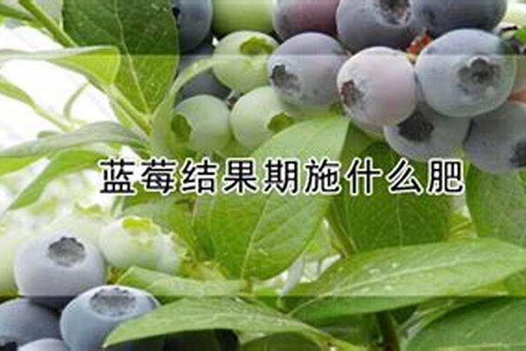 蓝莓开花结果期施什么肥好