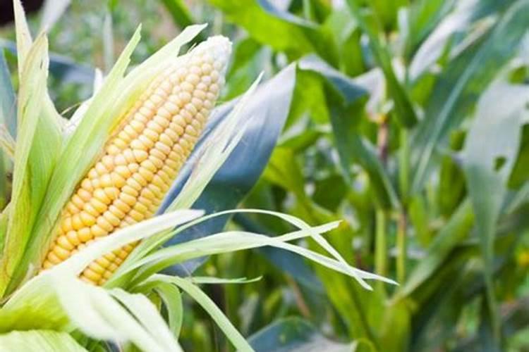 科学的施肥是种植的关键,向日葵怎么施肥？